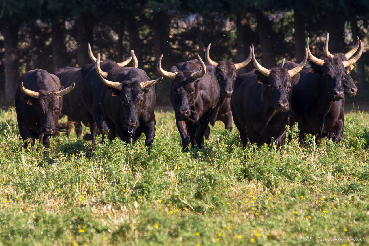 2013 06 Carmargue 558