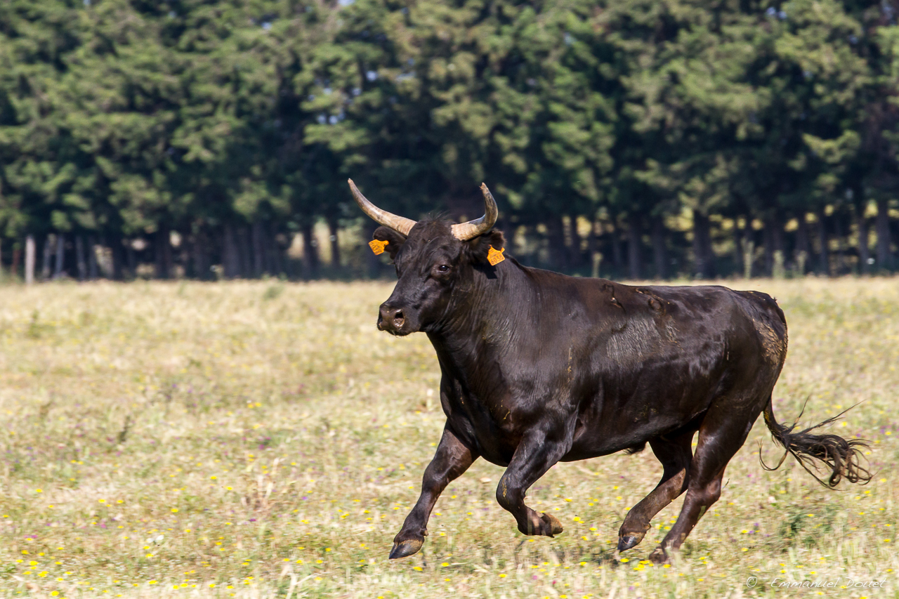 2013 06 Carmargue 587