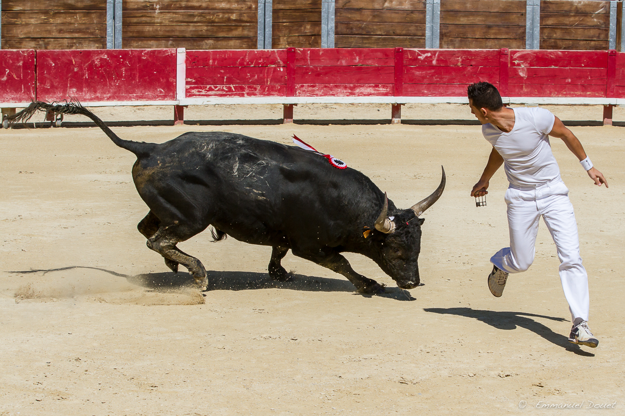 Course Camarguaise