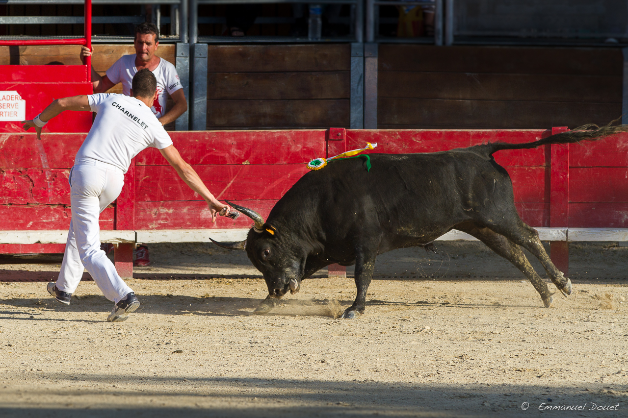 2013 06 Carmargue 972