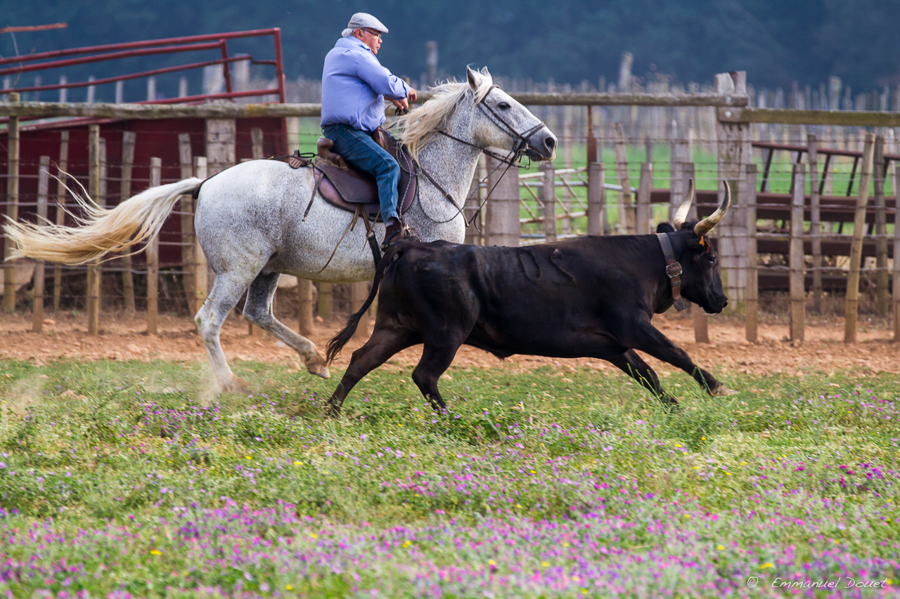 2013 06 Carmargue 530