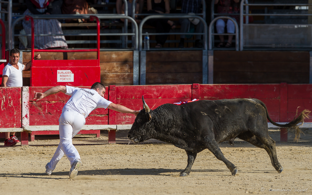 2013 06 Carmargue 903