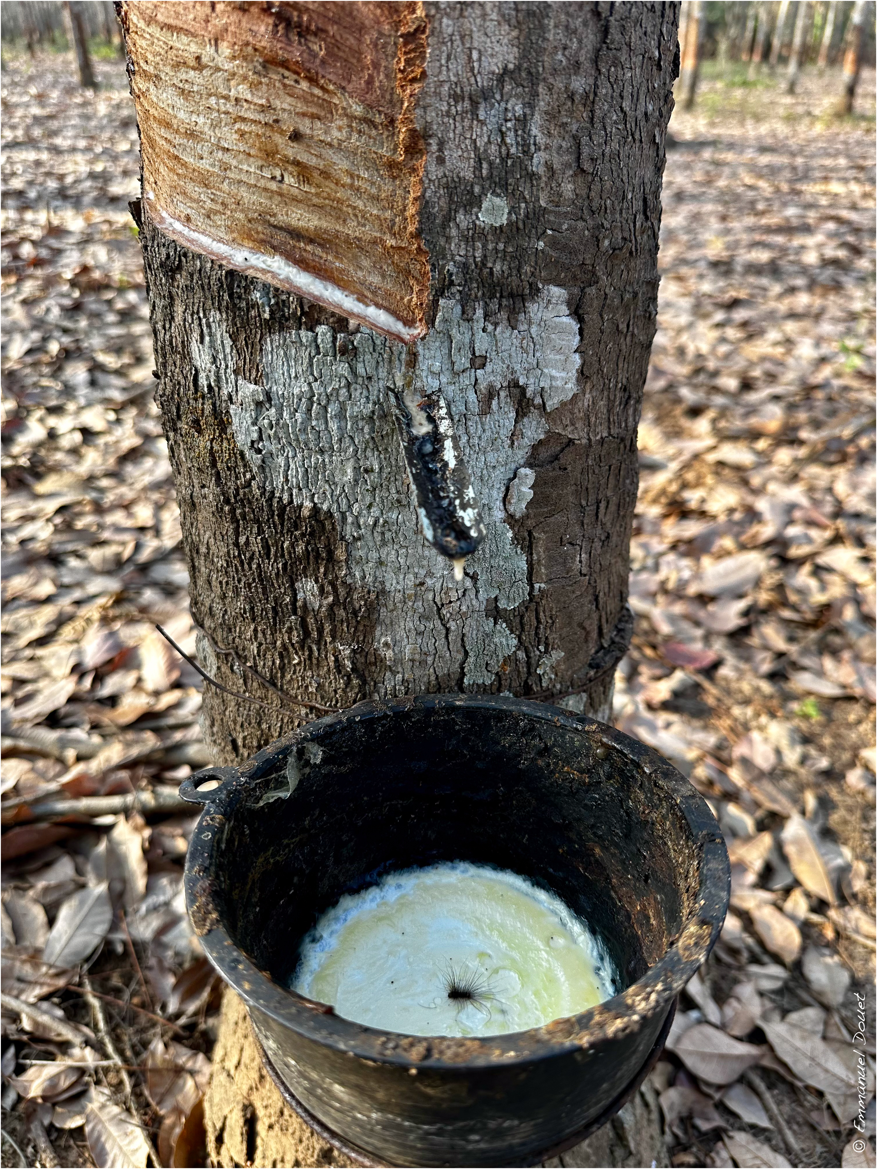 2025 02 Thaïlande&Laos 127