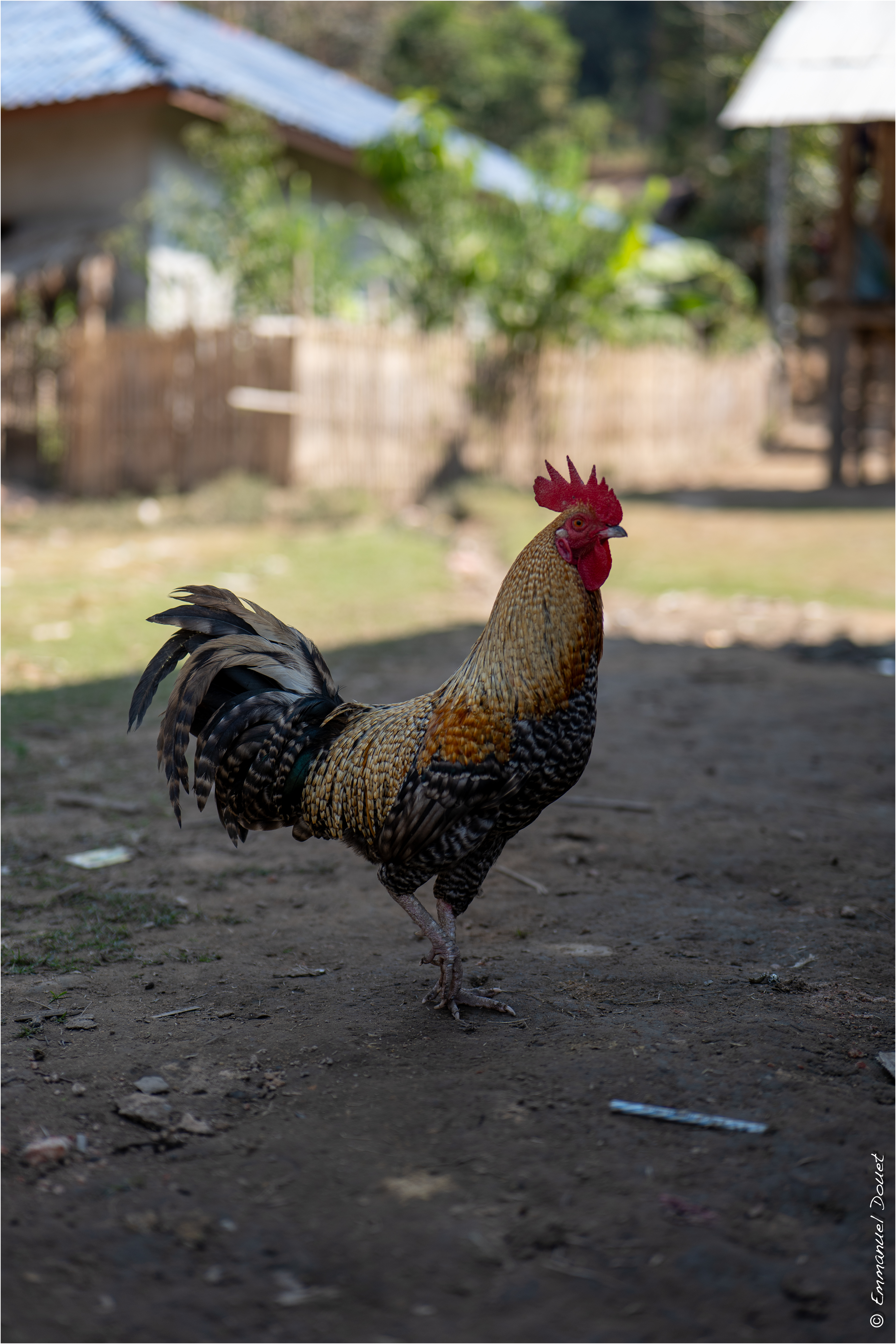 2025 02 Thaïlande&Laos 155