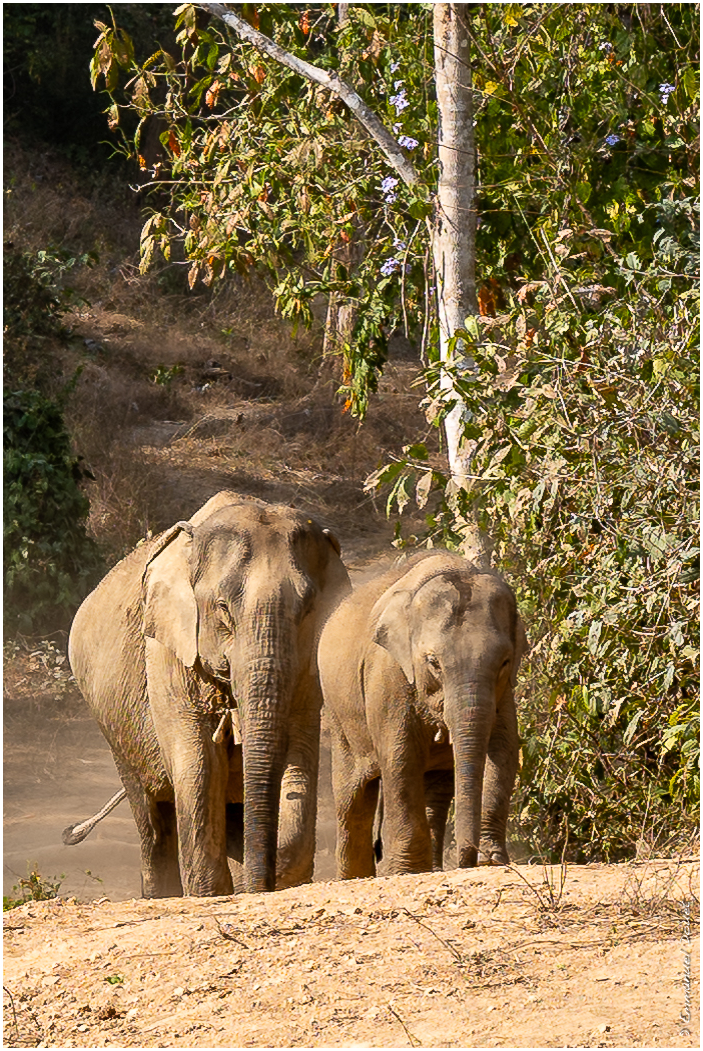 2025 02 Thaïlande&Laos 370