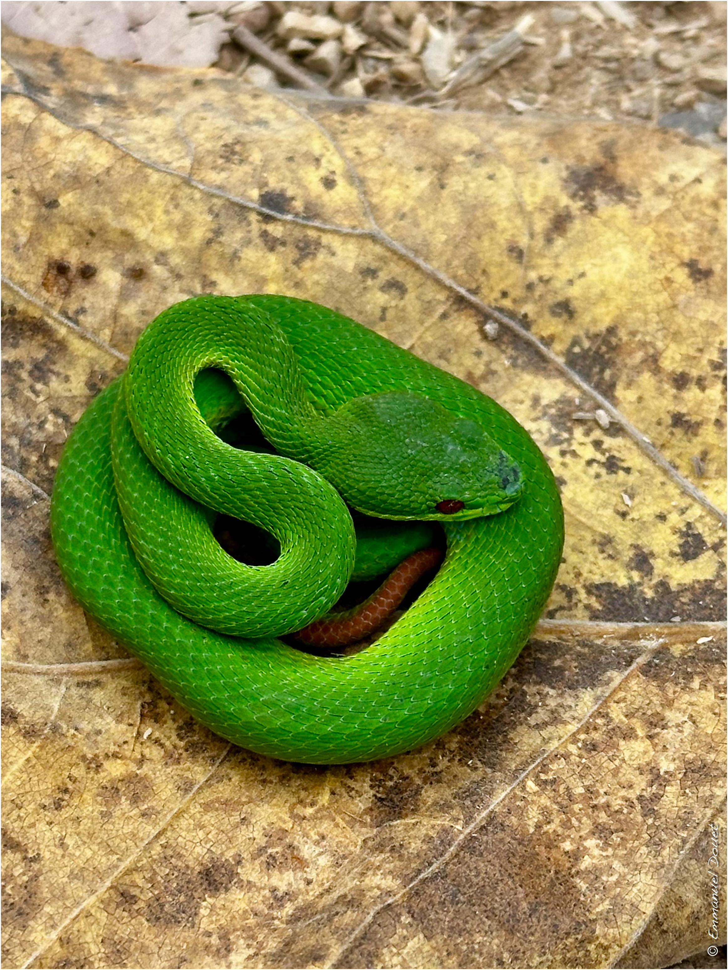 2025 02 Thaïlande&Laos 396