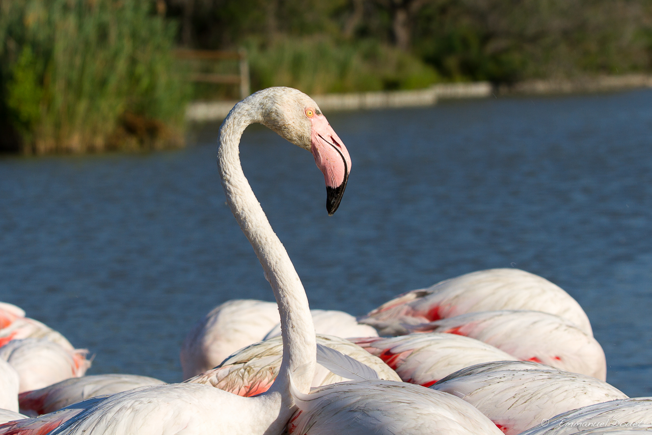 10 - Indépendantiste